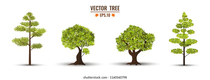 Realistic trees isolate on the white background. Ready to apply to your design. Vector illustration.