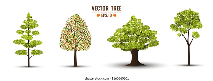 Realistic trees isolate on the white background. Ready to apply to your design. Vector illustration.