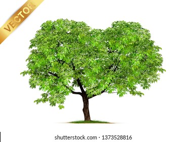 Realistic  Trees Isolated on White Background
