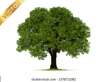 Realistic  Trees Isolated on White Background.
