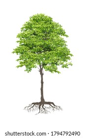 Realistic  Trees Isolated on White Background