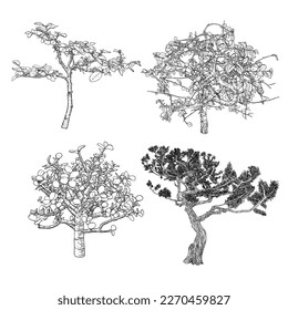 Realistic trees isolated on white background set. Collection of spruce trees, pine, bush firs and other trees. Drawing from real trees with twigs and branches. Vector. 