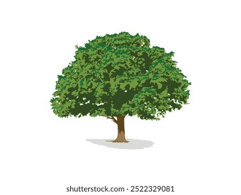 Árboles realistas Vector aislado en el fondo blanco - Ilustraciones detalladas del árbol para la Naturaleza y los Diseños del paisaje