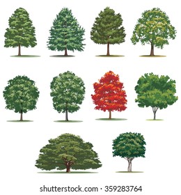 Realistic trees pack. Isolated vector trees on white background.