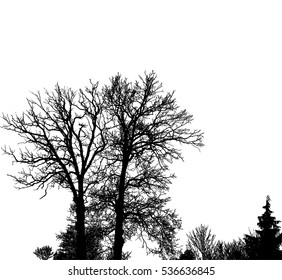 Realistic trees silhouette (Vector illustration).eps10