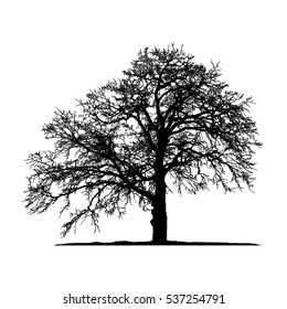 Realistic trees silhouette (Vector illustration).eps10