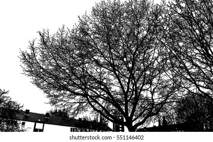 Realistic trees silhouette (Vector illustration).Eps10