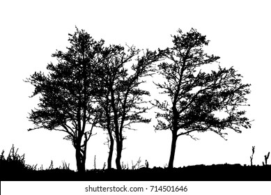 Realistic trees silhouette (vector illustration).Eps10