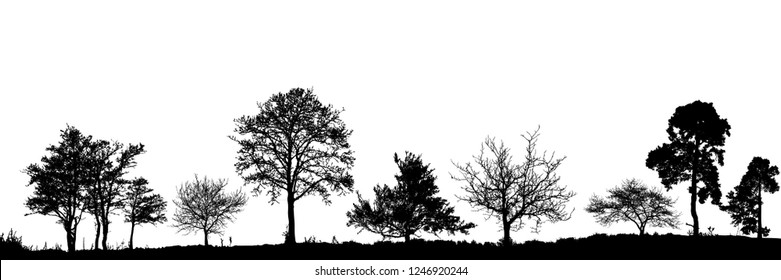 Realistic trees silhouette. Vector set of natural trees. (Vector illustration).
