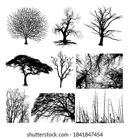 Realistic trees silhouette. Vector set of natural trees, EPS 10.