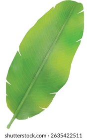 Realistic Tropical Banana Leaf Illustration – Isolated on White Background