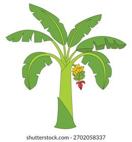 Ilustración vectorial realista del árbol de plátano tropical con las hojas verdes y la fruta colgante