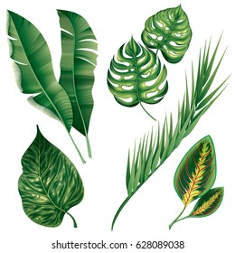 Realistic tropical botanical foliage plants set of green banana palm monstera croton chamaedorea isolated vector illustration