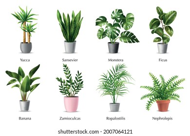 Realistic tropical house plants set with green leaves in pots isolated vector illustration