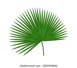 Realistic tropical leaf. Palm tree foliage, green