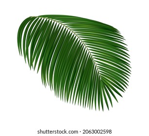 Realistic tropical leaf. Palm tree foliage, green