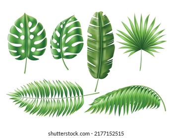 Realistic tropical leaves. Exotic green plants, isolated jungle foliage, hawaiian palms elements for decor, 3d banana and monstera on white background, summer utter vector botanical set