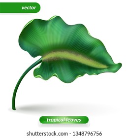 Realistic tropical leaves, Isolated on white background. Vector illustrations, floral elements. Eps10