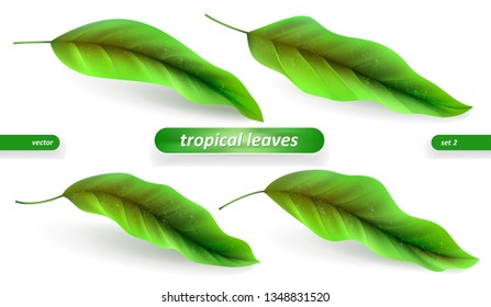 Realistic tropical leaves, leaf set isolated on white background. Vector illustrations, floral elements. Eps10