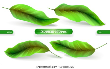 Realistic tropical leaves, leaf set isolated on white background. Vector illustrations, floral elements. Eps10