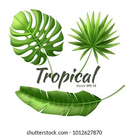 Realistic tropical leaves set. Vector 3d jungle forest exotic monstera banana palm leaf, floral plant, nature paradise illustration isolated, white background. Beach pool party, vacation, travelling