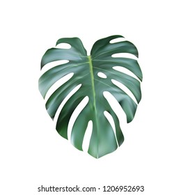 Realistic Tropical Monstera Leave Top Eps10 Stock Vector (Royalty Free ...