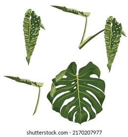 Realistic tropical monstera leaves composition. Exotic plan, tropical leaf palm, Monstera leaf design elements on the white background.