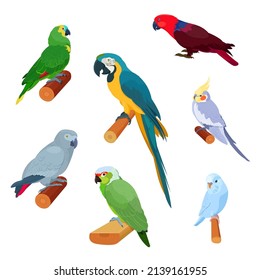 Realistic tropical parrots sitting on branches. African grey parrot, macaw, cockatiel, parakeet, eclectus parrot, amazon parrot. Vector illustration on white background