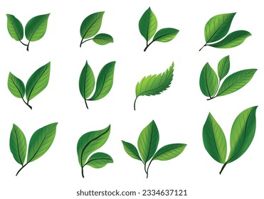 Realistic tropical plants green leaf set design