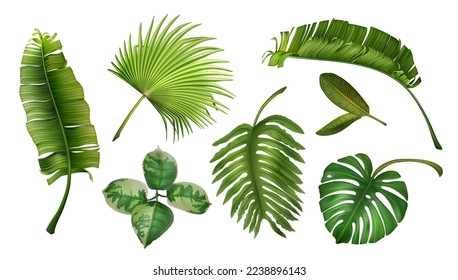 Realistic tropical plants, jungle leaf. Green monstera, palm and banana leaves, summer exotic spa decorative elements. 3d isolated botanical rainforest objects, Vector exact illustration