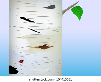 Realistic trunk of a birch with a leaf and a ladybird