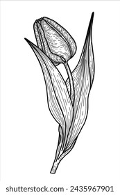 Realistic tulip bud and leaves hand drawn illustration. Vintage botanical sketch of flower with leves.