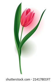 Realistic tulip with bud, stem with green leave. Beautiful spring pink blossom flower. Vector design element for invitation, greeting card or save the date card