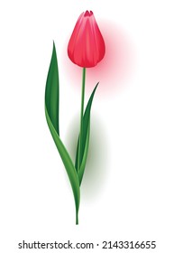 Realistic tulip with bud, stem with green leave. Beautiful spring pink blossom flower. Vector design element for invitation, greeting card or save the date card
