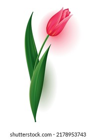 Realistic tulip with bud, stem with green leave. Beautiful spring pink blossom flower. Vector design element for invitation, greeting card or save the date card