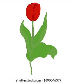Realistic Tulip Flower. Vector illustration.