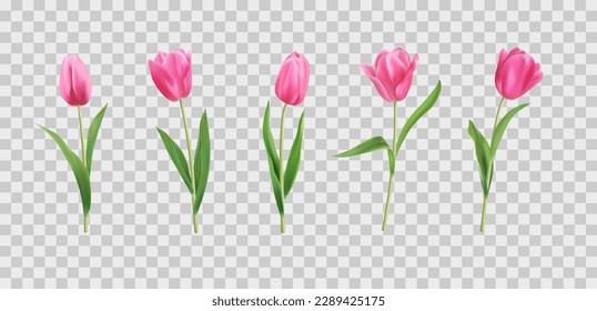 Realistic tulip flowers, plant bouquet. Pink spring bunch, nature wedding set of buds, floral leaf. Decorative objects isolated on transparent background. Vector neoteric 3d illustration