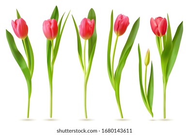 Tulipán realista. Buds tulipanes rojos, flores primaverales ramo, elementos florales coloridos para la tarjeta de felicitación, folleto, conjunto vectorial 3d banner