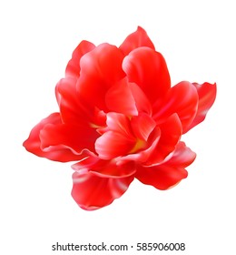 Realistic tulip, red