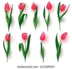 Realistic tulips with buds, stem with green leaves collection. Beautiful spring pink blossom flowers set. Vector template design for invitation or greeting card elements, save the date cards