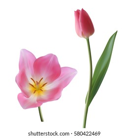 Realistic tulips, pink