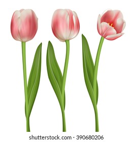 Realistic tulips set