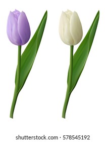 Realistic tulips, violet and white