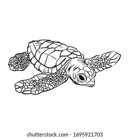 realistic turtle sketches for coloring