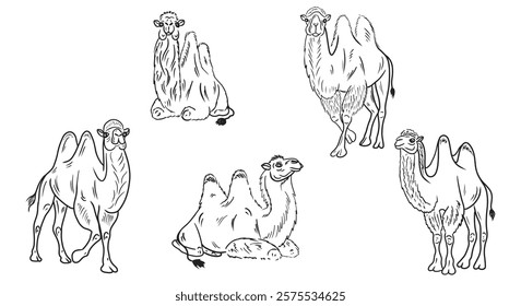 Realistic two-humped camel standing and sitting in black on white background. Hand drawn vector sketch illustration in doodle engraved vintage line art style. Egypt, exotic