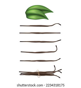 Realistic vanilla dried sticks with green leaves. Food cooking condiment set. Aromatic seasoning ingredient for cookery and sweet baking isolated on white background. Vector illustration