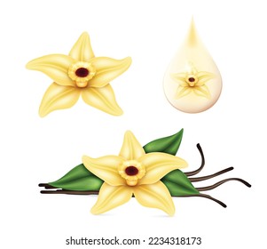 Realistic vanilla flower with dried sticks and green leaves. Food cooking condiment set. Aromatic seasoning ingredient for cookery and sweet baking on white background. Vector illustration