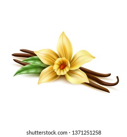 Realistic vanilla flower with dry sticks, green leaves. Vector yellow orchid blossom with vanilla pod beans. Aromatic flavor, natural condiment. Delicious cooking ingredient. 3d indian seasoning