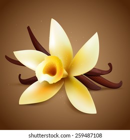 Realistic vanilla flower with pods on a brown background, vector warm aroma  illustration 