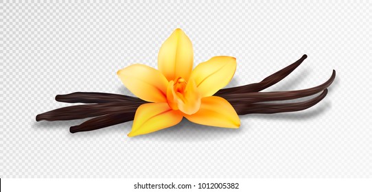 Realistic vanilla flower and pods, vector isolated objects on transparent background